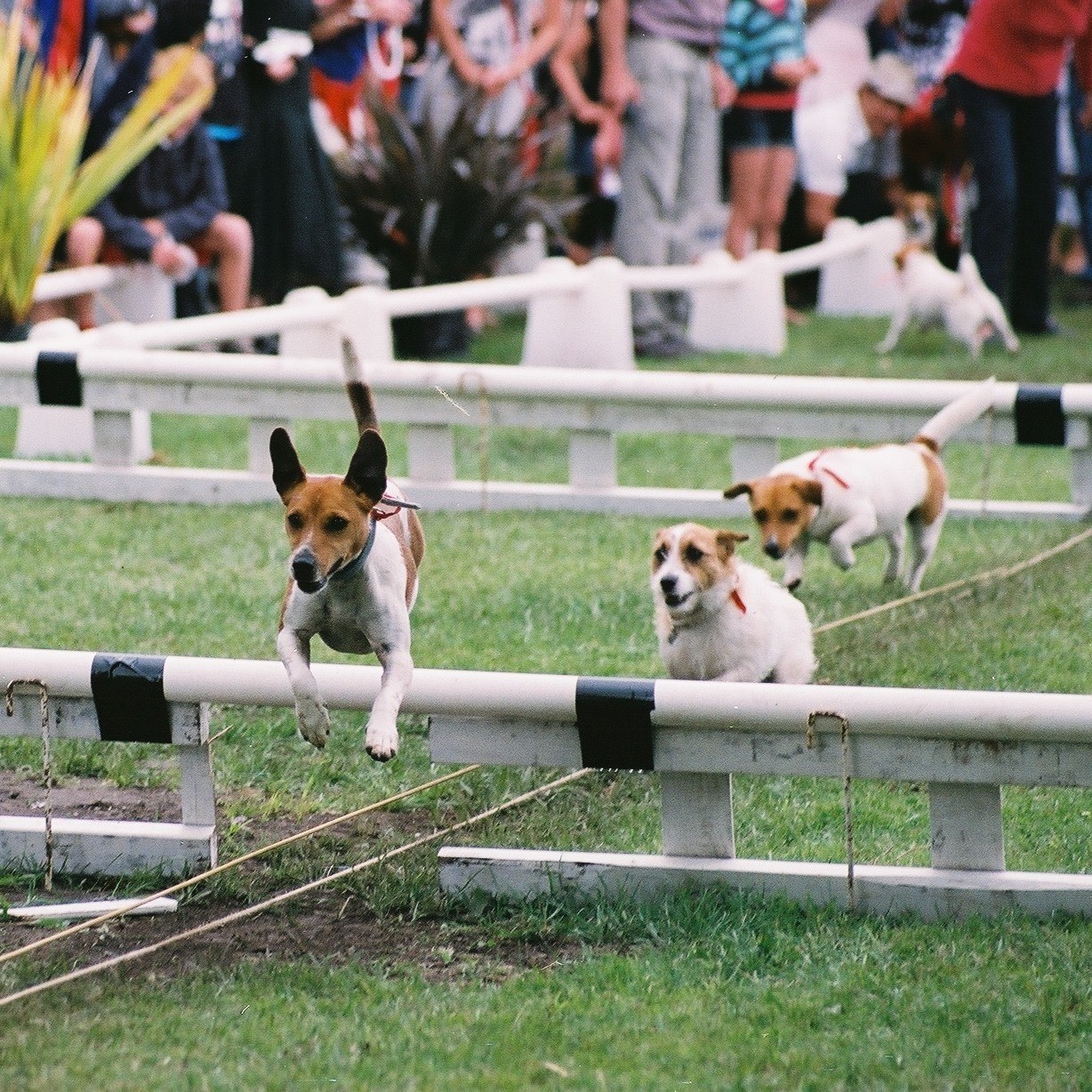 Terrier Race Against Time